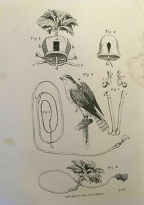 Hawking Falconry Fly Salmon Pike Eel Fishing Angling Rare 1868 Antique Articles - Bild 1 von 12