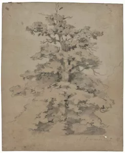 Zuschreibung : Richard Zimmermann: Eiche / Bleistift-Studie, 2. Hälfte 19. Jh. - Bild 1 von 4