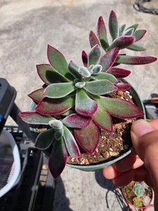 ruby slipper succulent - Picture 1 of 1