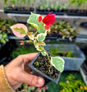 Bougainvillea "Raspberry Ice" Live Plant - Well rooted starter/plug plant 3" pot - Picture 1 of 1