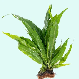BUY 2 GET 1 FREE - Java Fern Microsorum Windelov Small Easy Live Aquarium Plants - Picture 1 of 12