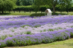 Lavender Garden Seat Arbour Photo Mounted Print A4/A3 Poster A5 Greetings Cards - Picture 1 of 13