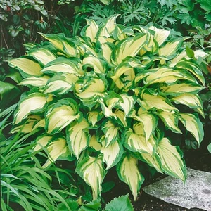 Hosta Painted White Albopicta - XXL Large 3Lt Pot Flowering Herbaceous Perennial - Picture 1 of 9