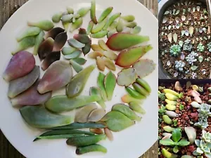 SUCCULENT 10/20/30/40/50 PCS Mixed Succulent Leaves Freshly Cut Free Post In Box - Picture 1 of 12