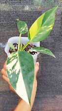 Philodendron Green Congo Variegated Plant Originaly ~ Free Phytosanitary!!!