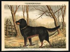 Gordon Setter Scottish Dog Breed, Antique Litho Print - Accl. Illustre 1885