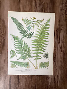 Fern Print Plants Vintage Botanical Print Green Leaf Fern illustration Art 1960s