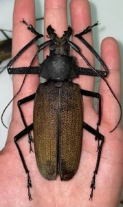TOP RARITY Xixuthrus granulipennis 108mm Male Prionid Longhorn Beetle Insect - Picture 1 of 4