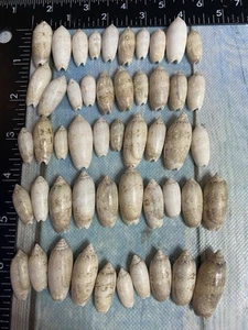 "50 pequeñas conchas marinas de oliva con letras de 3/4"" - 1 1/4"" conchas de brillo natural" - Imagen 1 de 5