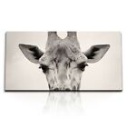 Kunstdruck Bilder 120x60cm Porträt Giraffe Tierfotografie Afrika Kunstvoll