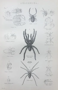 Antique Spider Print c1870s – Bird Spider, Tick, Mite – Victorian Engraving - Picture 1 of 7