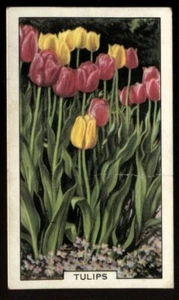 Tobacco Card,Gallaher, GARDEN FLOWERS, 1938, Tulips, #16 - Picture 1 of 2