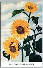 Kansas Official State Flower - Sunflower - Postcard 9257