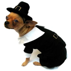 Puppe Love Pilgrim Boy Small Dog Costume - Picture 1 of 2