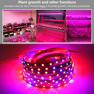 5050 300LED Grow lights red : Blue DC12V 5:1 led strip For Plant Growing - Foto 1 di 9