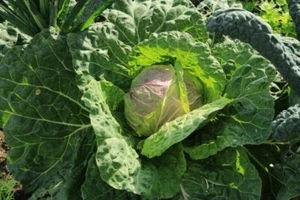 Savoy Cabbage San Michele - más de 25 semillas - semillas - semillas - b 110 - Imagen 1 de 1