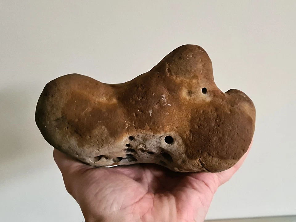 Genuine Ornithopod Three-Digit Iguanodon Dinosaur HAND cast Natural Ichno Fossil - Image 1 of 4