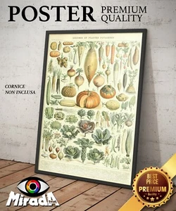 POSTER Adolphe Millot Gemüse und Gemüsepflanzen Gemüse Pflanzen Gemüsegarten  - Bild 1 von 1