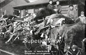 Alte Zeit Hirsch Jagd Versand Hunderte Hirsche und Bären Mackinaw City Mi TOP - Bild 1 von 1
