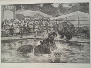 Nilpferd Central Park Zoo New York Harper’s Weekly 1888 - Bild 1 von 2