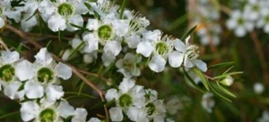 LEMON SCENTED TEA TREE 500 SEEDS LEPTOSPERMUM LIVERSIDGEI GREEN TEA MOZZIE REPEL - Picture 1 of 3