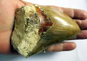 Megladon fossiler Zahn 4,3" große schöne Serationen USA - Bild 1 von 6