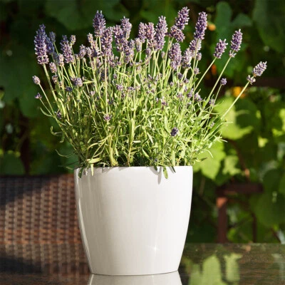 KAGM Blumentopf Übertopf Pflanztopf Untersetzer Hochglanz 5 Größen 3 Farben TOP