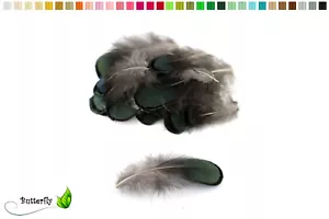 20 Fasanenfedern 4-8cm Federn Fasan Schmuckfedern Bastelfedern Dekofedern Vogel - Bild 1 von 1