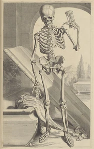 Govard Bidloo : "Skeleton Rising from Tomb (Table 87)" (1685) — Fine Art Print - Picture 1 of 7