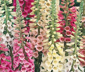 FOXGLOVE EXCELSIOR MIX Digitalis Purpurea - 60.000 semi sfusi - Foto 1 di 1