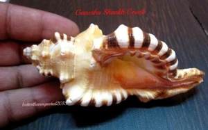 Original Ganesh Shankh Conch Carving Home Pooja Ganesha Shell India Om Pooja -5" - Picture 1 of 4