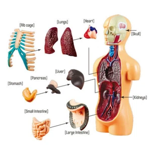 3D Scientifica Del Corpo Umano Modello di Montaggio FAI DA TE Giocattoli - Foto 1 di 11