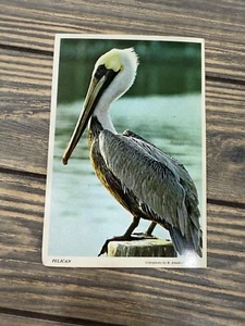 Alte Pelikan Postkarte von M. A. Austin 15 ¢ Briefmarke unbenutzt - Bild 1 von 2