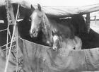 Mare & Her Foal In A Vet's Tent In Abbeville, Somme, France, In 1916 --Postcard