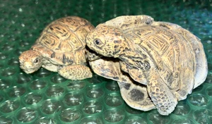 Two Plastic Tortoise Turtle Kids Toys - Picture 1 of 23