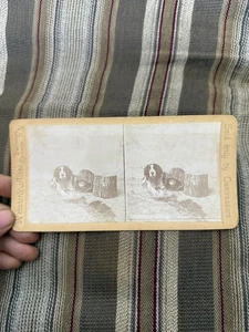 Vintage WEBSTER & ALBEE Stereoview DIE KATZE & DER HUND Outdoor Szene Baumstamm - Bild 1 von 4