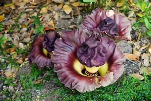 ÑAME PIE DE ELEFANTE - Amorphophallus paeoniifolius 5+ semillas R 170 - Imagen 1 de 1