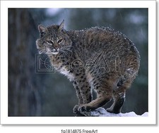 Bobcat On Log Art Print / Canvas Print. Poster, Wall Art, Home Decor - C