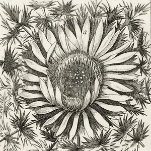 Scarce 1796 ZORN ICONES PLANTARUM Botanical Engraving Pl. 168 CARLINA ACAUTIS - Picture 1 of 6