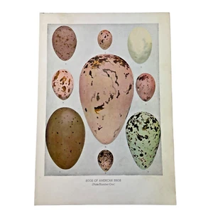 1936 Louis Agassiz Fuertes Original Vintage Color Bird Print "Various Bird Eggs" - Picture 1 of 12