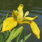 Iris pseudacorus 10 PCS fresh seeds, Yellow flag, Siberian yellow iris seeds