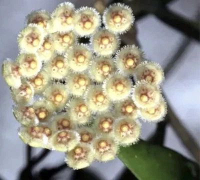 E1297 Rare Hoya Parviflora Splash Rooted 💕 - Image 1 of 2