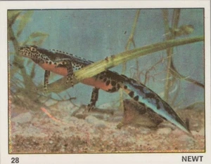 Top Sellers Card - Animals of The World - Card No 28 - Newt - Picture 1 of 2