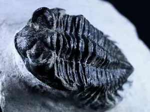 Fossile Devoniano Marocco 1,9" Coltraenia Oufatenensis trilobita 400 mila anni - Foto 1 di 10