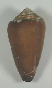 CONUS PENNACEUS VEZOI 50.32mm BEAUTIFUL RARE SPECIMEN Anakao, Madagascar - Picture 1 of 2