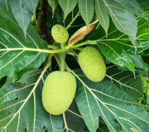 BeauFlora Breadfruit  ( Artocarpus altilis , Layering ) 1 Bare-Root Plant - Picture 1 of 3