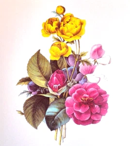 Redoute Bouquet Botanical Flowers Camelia and Anemone Print Book Plate 10 - Picture 1 of 2