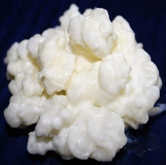 Nodulos Kefir De Leche - Imagen 1 de 1