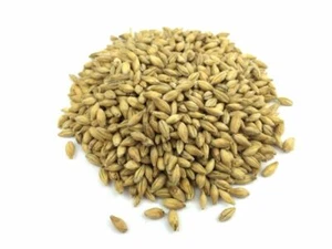Pilsner Pilsener Pils Malz Braumalz ungeschrotet 1 kg Hobbybrauer - Bild 1 von 1