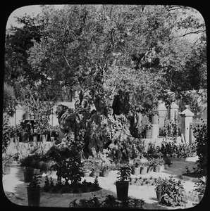 NO46 JERUSALEM MOUNT OF OLIVES C1940 Magic Lantern Slide VINTAGE PHOTO - Picture 1 of 3